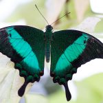 Grüner Schwalbenschwanz. Tropischer Schmetterling aus der Foto-Galerie von Sandra Viehweg.