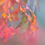 Acer japonicum. Herbstlaub des roten Feuerahorn. Makroaufnahme von Sandra Viehweg.