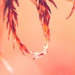 Roter Zier-Ahorn - Acer Dissectum Garnet - Natur-Makro-Fotografie von Sandra Viehweg