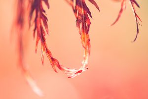 Roter Zier-Ahorn - Acer Dissectum Garnet - Natur-Makro-Fotografie von Sandra Viehweg