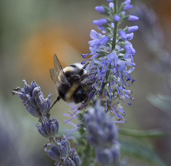 Hummel auf Pollen-Suche in Lavendelblüten - Naturfoto von Sandra Viehweg