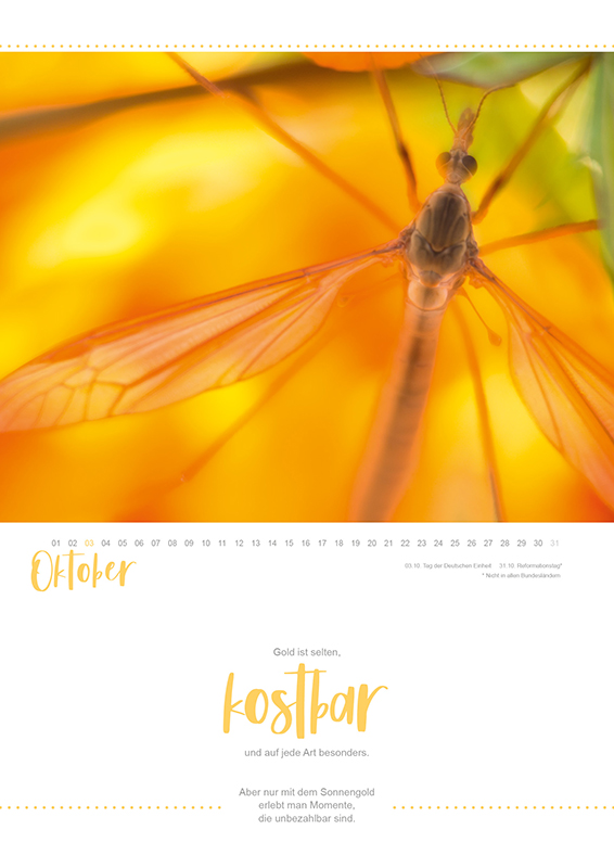 Oktober - Kalender der Makrofotografie - Insekten