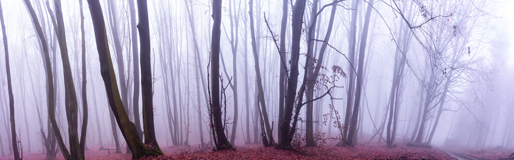 Der Teutoburger Wald im Nebel. Panorama von Sandra Viehweg