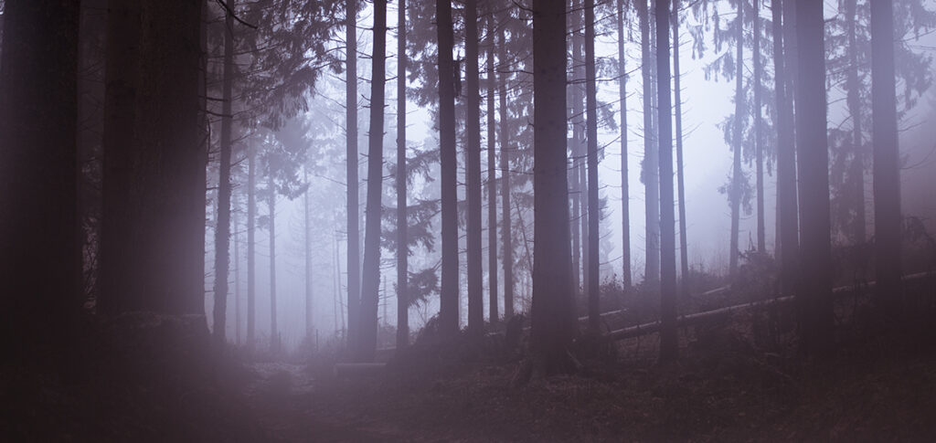 Der Teutoburger Wald bei Nebel - Panorama von Sandra Viehweg