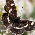 Landkärtchen - Schmetterling aus dem Teutoburger Wald